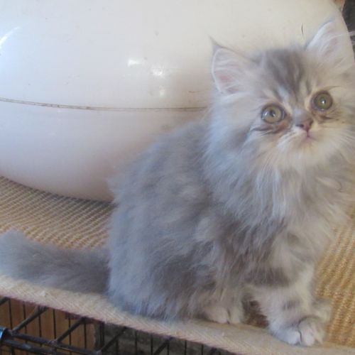 Magnifique chaton persan male disponible #2