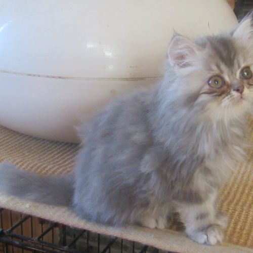 Magnifique chaton persan male disponible #4