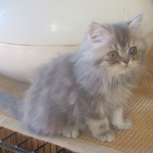 Magnifique chaton persan male disponible #5