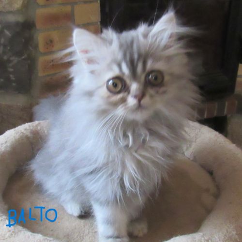 Magnifique chaton persan male disponible #6