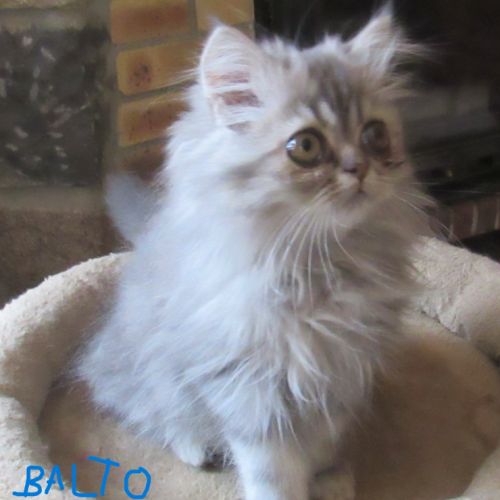 Magnifique chaton persan male disponible #7
