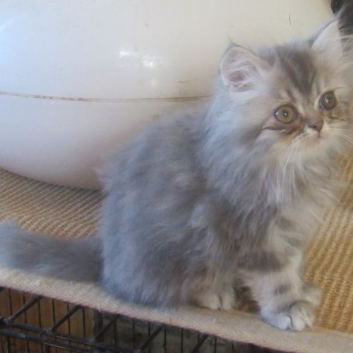 Magnifique chaton persan male disponible #8