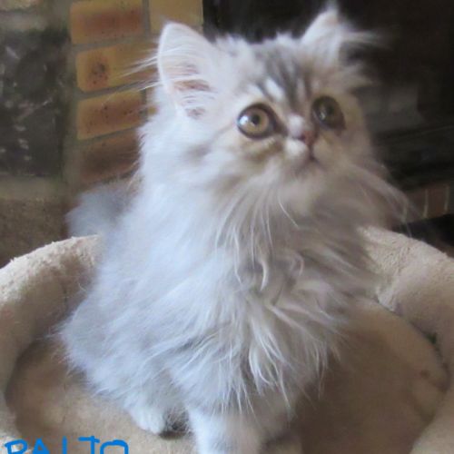 Magnifique chaton persan male disponible #11