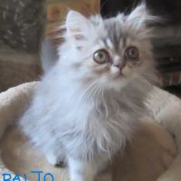 Magnifique chaton persan male disponible