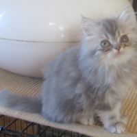 Magnifique chaton persan male disponible #2
