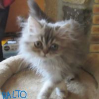 Magnifique chaton persan male disponible #3