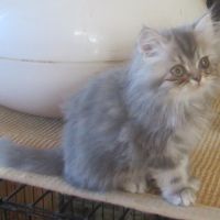 Magnifique chaton persan male disponible #8