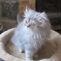 Magnifique chaton persan male disponible #9