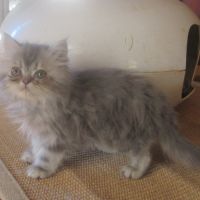 Magnifique chaton persan male disponible #10