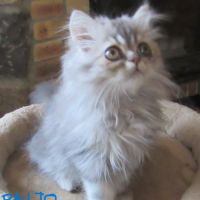 Magnifique chaton persan male disponible #11