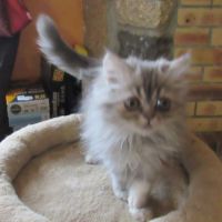 Magnifique chaton persan male disponible #12