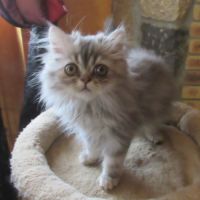 Magnifique chaton persan male disponible #13
