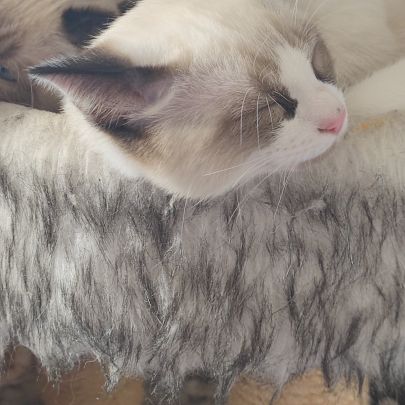 Chaton sacré de birmanie #1