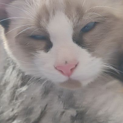 Chaton sacré de birmanie #2