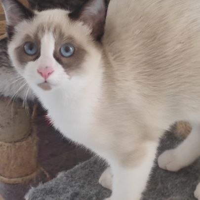 Chaton sacré de birmanie #3
