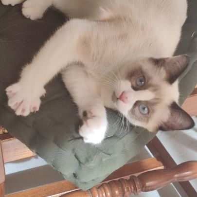 Chaton sacré de birmanie #4
