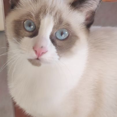 Chaton sacré de birmanie #0