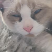 Chaton sacré de birmanie #2