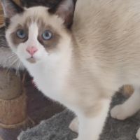 Chaton sacré de birmanie #3