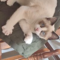 Chaton sacré de birmanie #4