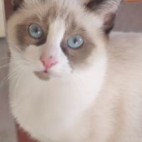 Chaton sacré de birmanie