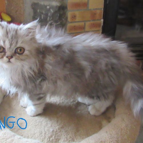 Superbe chaton persan male loof disponible #0