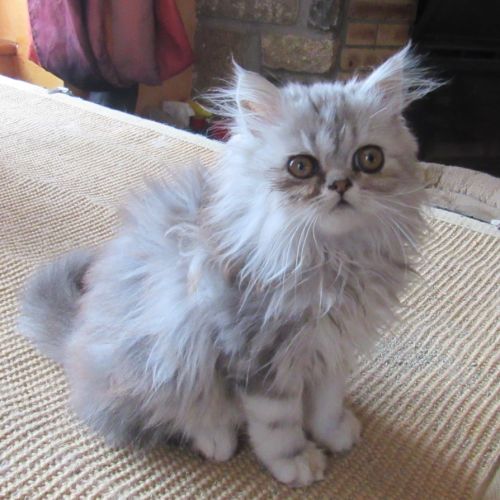Superbe chaton persan male loof disponible #2