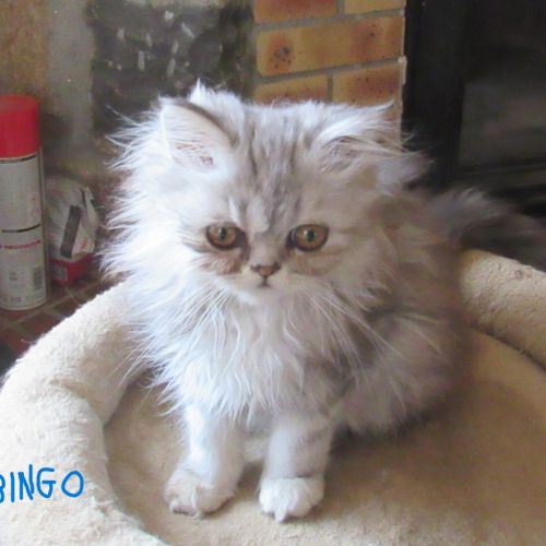 Superbe chaton persan male loof disponible #3