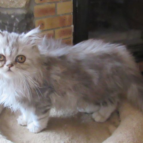 Superbe chaton persan male loof disponible #4