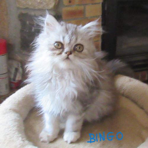 Superbe chaton persan male loof disponible #5