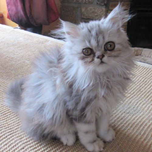 Superbe chaton persan male loof disponible #6