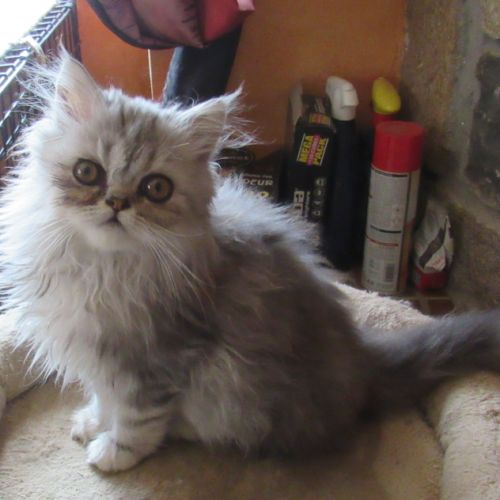 Superbe chaton persan male loof disponible #8