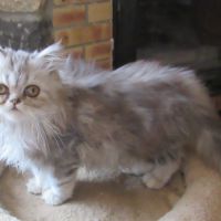 Superbe chaton persan male loof disponible #4