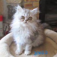 Superbe chaton persan male loof disponible #5