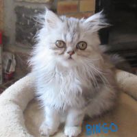 Superbe chaton persan male loof disponible #7