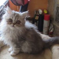 Superbe chaton persan male loof disponible #8