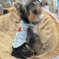 Très beau mâle yorkshire terrier