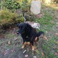 Cherche super famille pour ma sucky #3