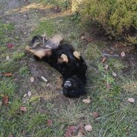 Cherche super famille pour ma sucky