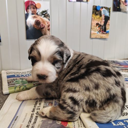 Chiots berger australien #1