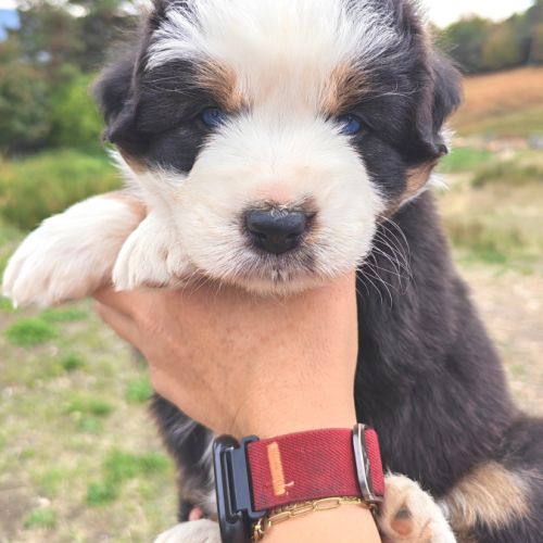 Chiots berger australien #3
