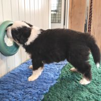 Chiots berger australien #2