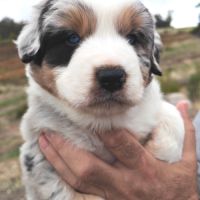 Chiots berger australien