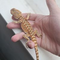 Bébés pogonas à vendre #10
