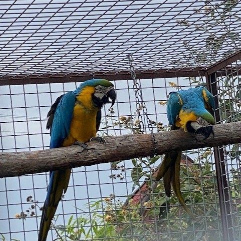 Couple de ara ararauna #2