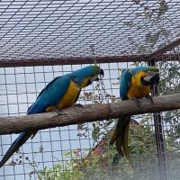 Couple de ara ararauna