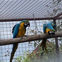 Couple de ara ararauna #2