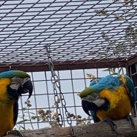 Couple de ara ararauna #3