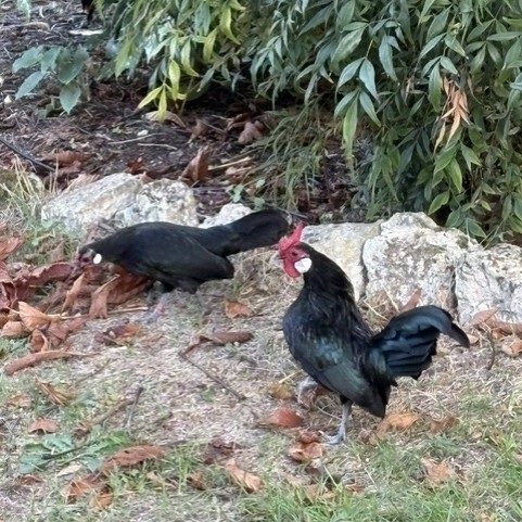 Couple de poule java