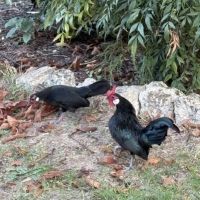 Couple de poule java